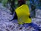 Longnose Butterflyfish