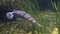 Longnose gar fish swimming inside an aquarium