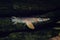 Longnose Gar hunts for roach fish