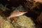 Longnose hawkfish