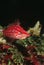 Longnose hawkfish close-up