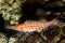 Longnose Hawkfish (Oxycirrhites typus)