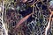 Longnose hawkfish (oxycirrhites typus).