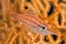 Longnose hawkfish portrait