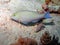 A Longnose Parrotfish Hipposcarus harid