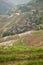 Longsheng paddy fields in China