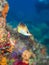 Longsnout butterflyfish, Prognathodes aculeatus. CuraÃ§ao, Lesser Antilles, Caribbean