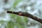 Longsnout pipefish Syngnathus temminckii closeup side view. Philippines