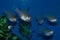 Longspine Cardinalfish Group