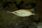 The Longspine snipefish Macroramphosus scolopax.