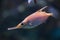 Longspine snipefish (Macroramphosus scolopax)