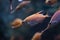 Longspine snipefish Macroramphosus scolopax