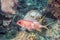 Longspine squirrelfish