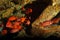 Longspine squirrelfish,Black bar soldier fish,schooling under le
