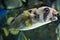 Longspined porcupinefish (Diodon holocanthus).