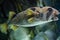 Longspined porcupinefish (Diodon holocanthus).