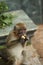 Longtail macaque on the bautiful Island Lombok, Indonesia