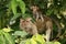 Longtail macaque with young
