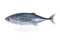 Longtail tuna