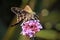 Longtailed Skipper Butterfly on Pink Flowers