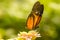 Longwing Butterfly Feeding on Lantana