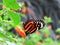 Longwing butterfly on a flower