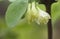 Lonicera caerulea flowers