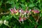 Lonicera caprifolium flower macro photo