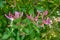 Lonicera caprifolium flower macro photo