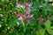 Lonicera caprifolium flower macro photo
