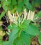 Lonicera caprifolium (goat-leaf honeysuckle, Italian honeysuckle, perfoliate woodbine) flowers, Mana Maicii Domnului, close up.