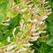 Lonicera caprifolium with hoverfly