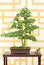 Lonicera nitida bonsai plant