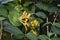 Lonicera periclymenum or common honeysuckle plants blooming flowers in spring