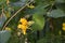 Lonicera periclymenum or common honeysuckle plants blooming flowers in spring