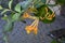 Lonicera periclymenum or common honeysuckle plants blooming flowers in spring