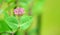 Lonicera periclymenum Honeysuckle plant closeup