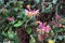 Lonicera periclymenum, Honeysuckle or Woodbine with flowers in Spring time