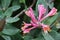 Lonicera periclymenum, Honeysuckle or Woodbine with flowers in Spring time