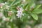 Lonicera tatarica: honeysuckle Bush blooms in the garden in spring. Close-up of Tatar honeysuckle branch with buds. Lonicera tatar