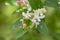 Lonicera tatarica: honeysuckle Bush blooms in the garden in spring. Close-up of Tatar honeysuckle branch with buds. Lonicera tatar