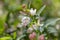 Lonicera tatarica: honeysuckle Bush blooms in the garden in spring. Close-up of Tatar honeysuckle branch with buds. Lonicera tatar