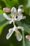 Lonicera tatarica: honeysuckle Bush blooms in the garden in spring. Close-up of Tatar honeysuckle branch with buds. Lonicera tatar