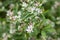 Lonicera tatarica: honeysuckle Bush blooms in the garden in spring. Close-up of Tatar honeysuckle branch with buds. Lonicera tatar