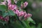 Lonicera tatarica L. - Tartarian Honeysuckle pink blossom in spring