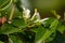 Lonicera white flowers. Honeysuckle, disambiguation plant.