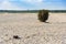 Lonley bush on Bledow Desert