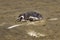 Lonley Penguin at Beach Chubut Argentina