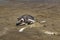 Lonley Penguin at Beach Chubut Argentina