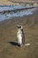Lonley Penguin at Shore Chubut Argentina